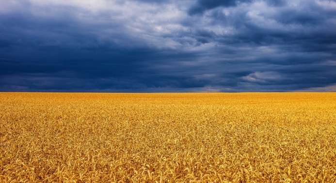 Keltainen viljapelto ja sininen taivas muodostavat Ukrainan lipun.