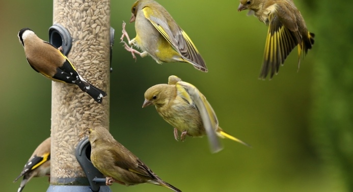 Lintuja syömässä siemeniä ruokintapaikalla.